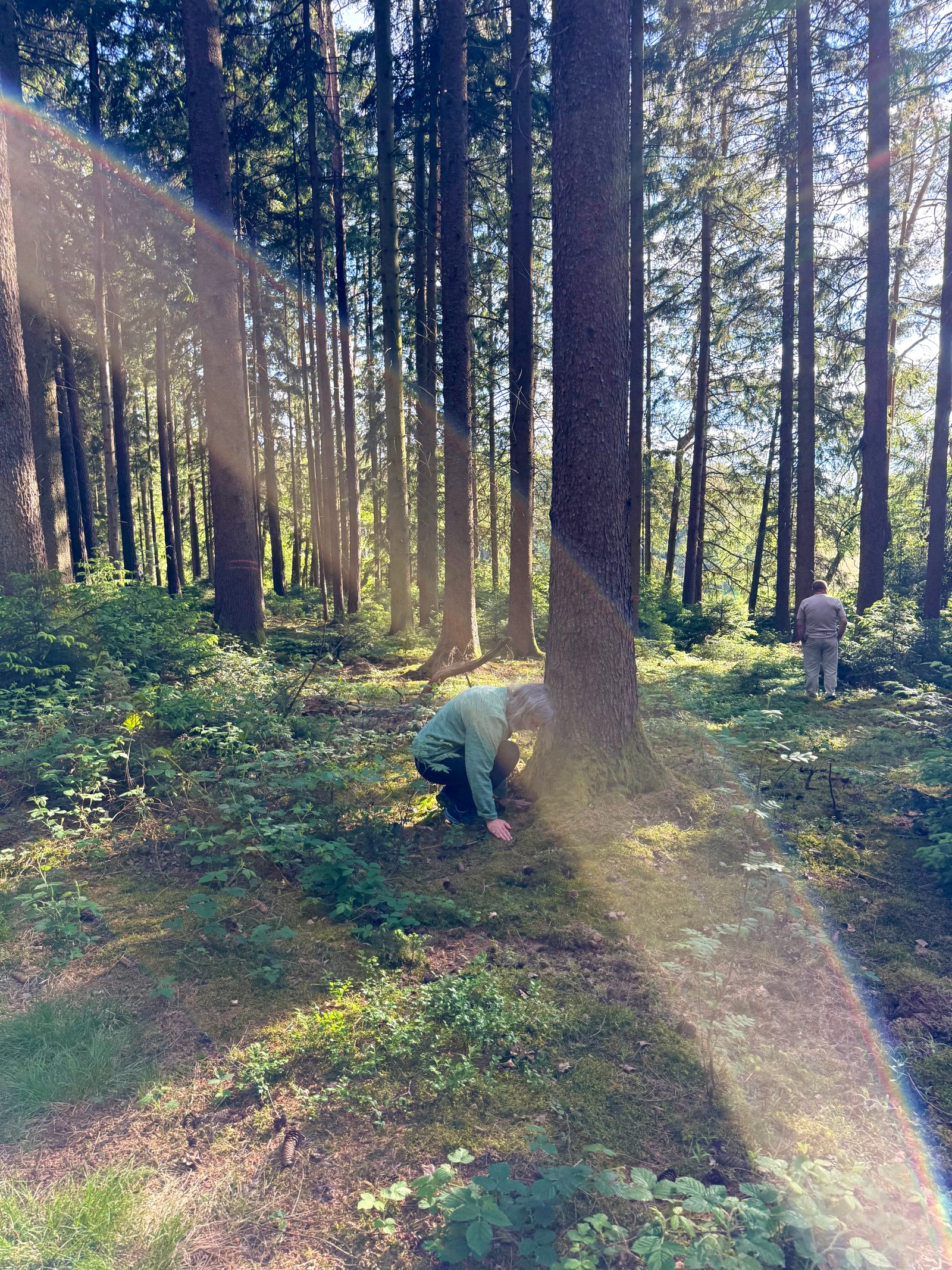 Sonnenlicht & Wald