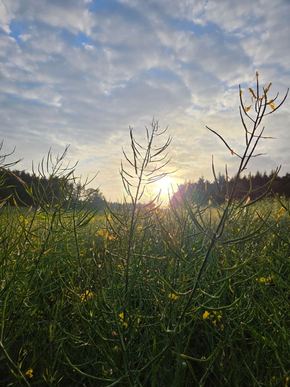 Abendstille